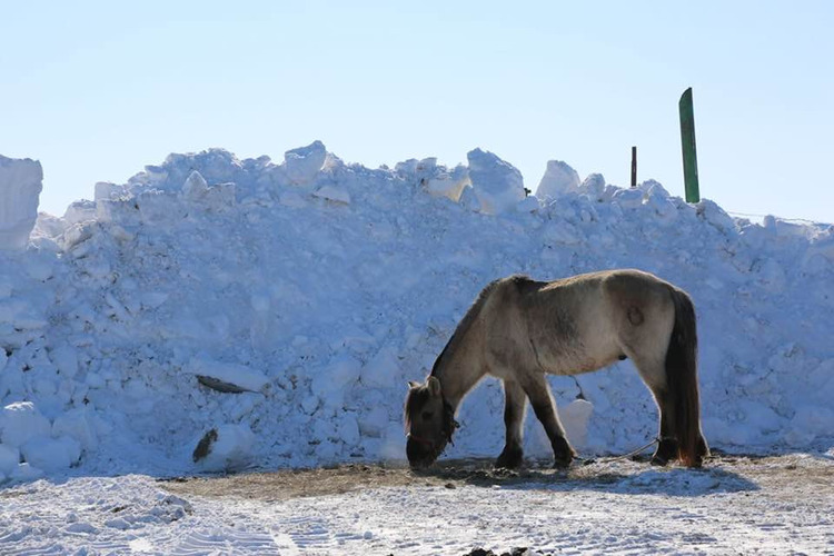 ХАЛХГОЛ СУМЫН ХЭМЖЭЭНД ӨНДӨРЖҮҮЛСЭН БЭЛЭН БАЙДЛЫН ЗЭРЭГТ ШИЛЖИН АЖИЛЛАЖ БАЙНА